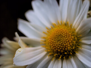 Obraz premium 11月に咲いた白くて可憐なサツマノギク（薩摩野菊）