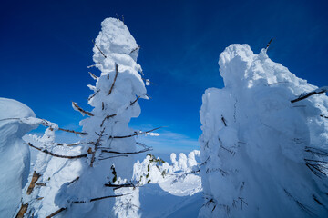 山形蔵王の美しい樹氷