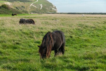 Horses and ponies instinctively graze, native ponies for conservation grazing on the field of Seven Sisters, Sussex, England, UK