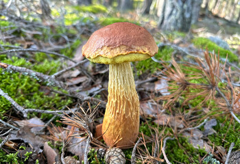A mushroom is sitting on the ground. It is brown and yellow