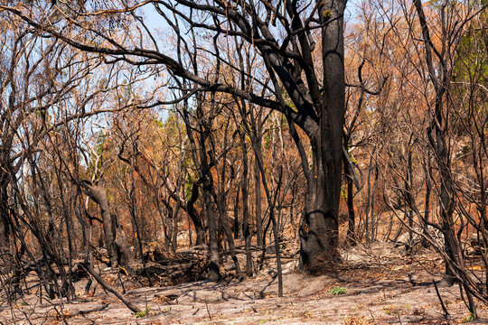 Burnt forest with ash, blackened trees and brown dead leaves