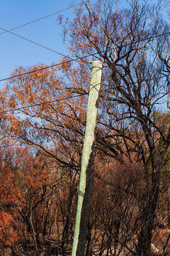 Partiality burnt electricity pole with burned out forest.