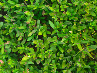 Dense Green Foliage of Fresh Leaves on Natural Background Texture