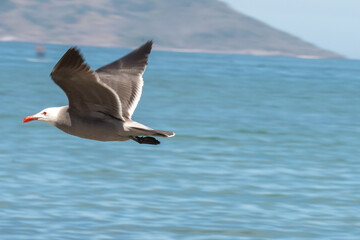Heermann's gull (Larus heermanni) in flight above the beach in Mazatlan, Mexico