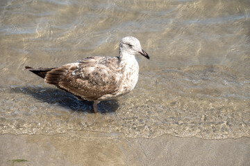 Juvenile ring-billed gull (Larus delawarensis) on the beach in Mazatlan, Mexico