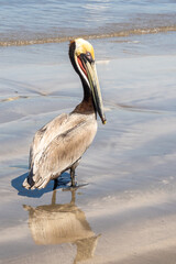 Brown pelican (Pelecanus occidentalis) on the beach in Mazatlan, Mexico