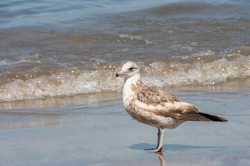 Juvenile ring-billed gull (Larus delawarensis) on the beach in Mazatlan, Mexico