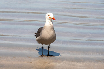Heermann's gull (Larus heermanni) on the beach in Mazatlan, Mexico