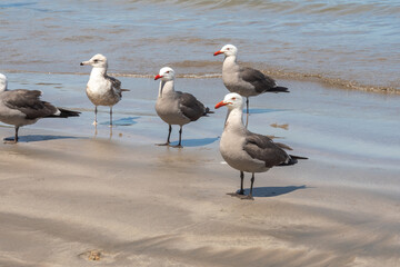 Flock of Heermann's gulls (Larus heermanni) on the beach in Mazatlan, Mexico