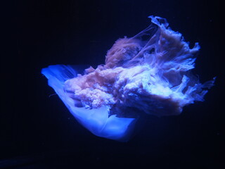 クラゲ