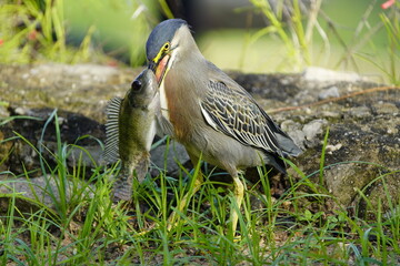 Green-backed bittern 
devouring a cichlid, (Butorides striata) Ardeidae family. Fortaleza Ceará, Brazil.