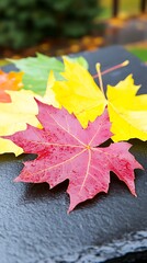 Obraz premium Colorful maple leaves on black stone in autumn