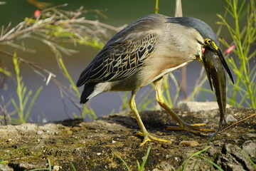Green-backed bittern 
devouring a cichlid, (Butorides striata) Ardeidae family. Fortaleza Ceará, Brazil.