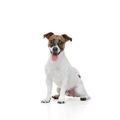 Happy, smart dog, adorable Jack Russell Terrier sitting, smiling with tongue sticking out and looking at camera isolated on white studio background. Concept of animal, pet care, wellness. Copy space