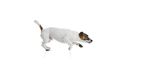 Curious pet, adorable and active Jack Russel Terrier running and sniffing against white studio background. Concept of animal, pet care, grooming, wellness, vet care. Copy space