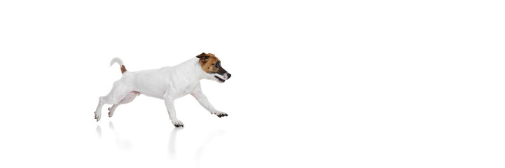 Happy active dog, purebred Jack Russel Terrier in motion, joyfully running against white studio...