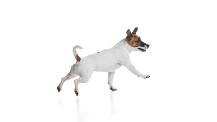 Dynamic image of playful and curious dog, Jack Russel Terrier in motion, running against white studio background. Concept of animal, pet care, grooming, wellness, vet care. Copy space