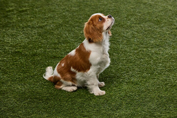 Young curious Cavalier King Charles Spaniel sitting and gazing upward, in waiting position against...
