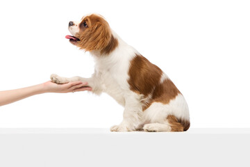 Playful Cavalier King Charles Spaniel with excited expression gives paw against white background....