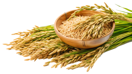 paddy rice isolated on white background PNG.AI GENERATED