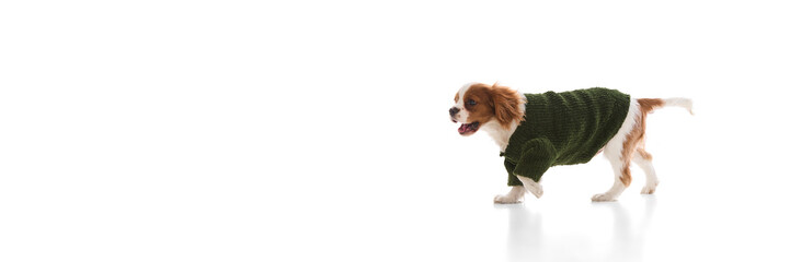 Cheerful purebred King Charles Spaniel running in stylish green sweater showing playful energy against white studio background. Concept of domestic animal, fashion, pet comfort, winter wear.