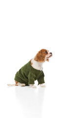 Elegant spaniel sitting in snug green sweater gazing forward with bright eyes against white studio background. Concept of domestic animal, pet clothing, warmth, seasonal care.