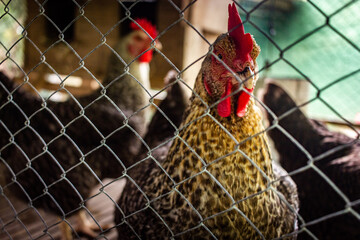 Backyard Chickens: A Rustic Scene