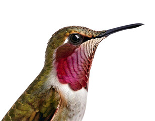 Stunning closeup of a hummingbird, showcasing vibrant iridescent feathers and intricate detail.
