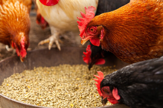 Chook food