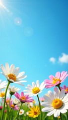 Fresh springtime daisies arranged in a border against a blue sky, sky, floral