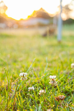 Clover flowers growing in backyard lawn in golden afternoon light