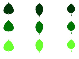 set of green leaf