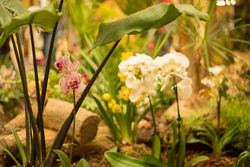 Orchid flower in bloom. Close up of a group of orchids. Beautiful orchid flower growing in the garden