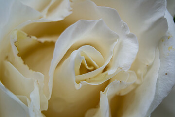 white rose close up