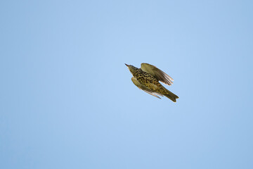 Mistle Thrush (Turdus viscivorus) in flight from below