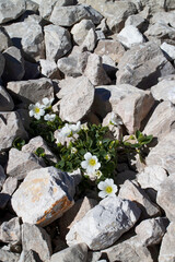 Broad-leaved Mouse-ear (Cerastium latifolium) is a high alpine plant specialized growing in rock fans