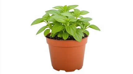 Small green plant in a brown pot, showcasing vibrant leaves and healthy growth.