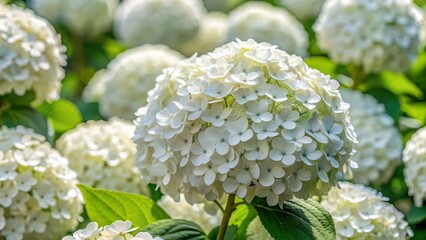 white flowers in the garden