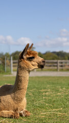 Obraz premium Alpaca in the zoo