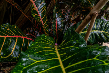 A close-up picture of an amazingly beautiful garden croton, Croton variegatum in a tropical jungle environment. It is a species of Codiaeum © Dan
