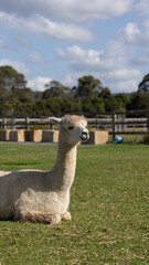 Alpaca in the zoo © Christopher