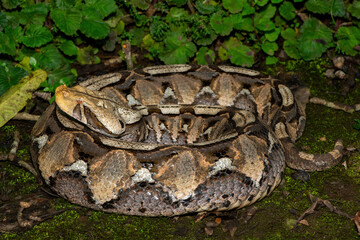 Close-up of a beautiful Gaboon adder (Bitis gabonica), also called the Gaboon viper, in its natural habitat