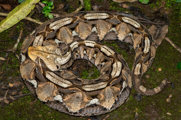 Close-up of a beautiful Gaboon adder (Bitis gabonica), also called the Gaboon viper, in its natural...