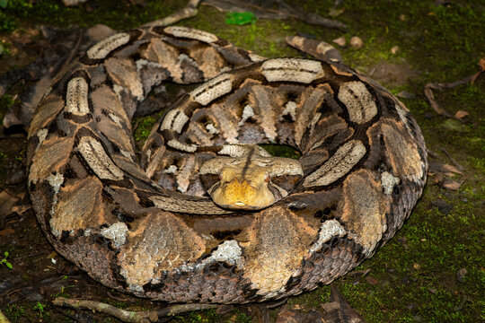 Close-up of a beautiful Gaboon adder (Bitis gabonica), also called the Gaboon viper, in its natural habitat