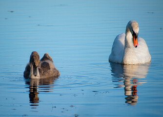 Łabędzie - matka i młode © Karolina