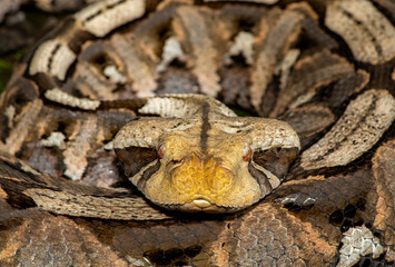Close-up of a beautiful Gaboon adder (Bitis gabonica), also called the Gaboon viper, in its natural habitat