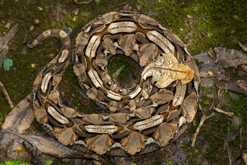 Close-up of a beautiful Gaboon adder (Bitis gabonica), also called the Gaboon viper, in its natural...
