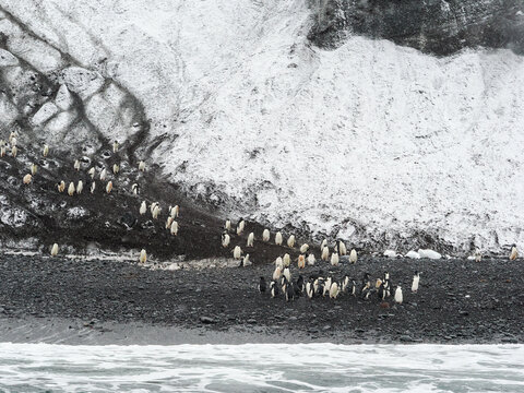 Adelie and Chinstrap Penguins on Balleny Island head down to the Sea 