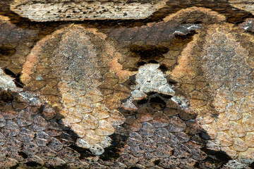 Close-up of the beautiful camouflage pattern of the Gaboon adder (Bitis gabonica), also called the...