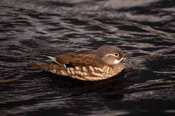 Female Mandarin Duck swimming in a pond